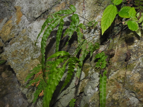 Pteris kidoi