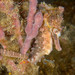 Observation photo