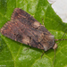 Agrotis - Photo (c) Valter Jacinto, all rights reserved, uploaded by Valter Jacinto