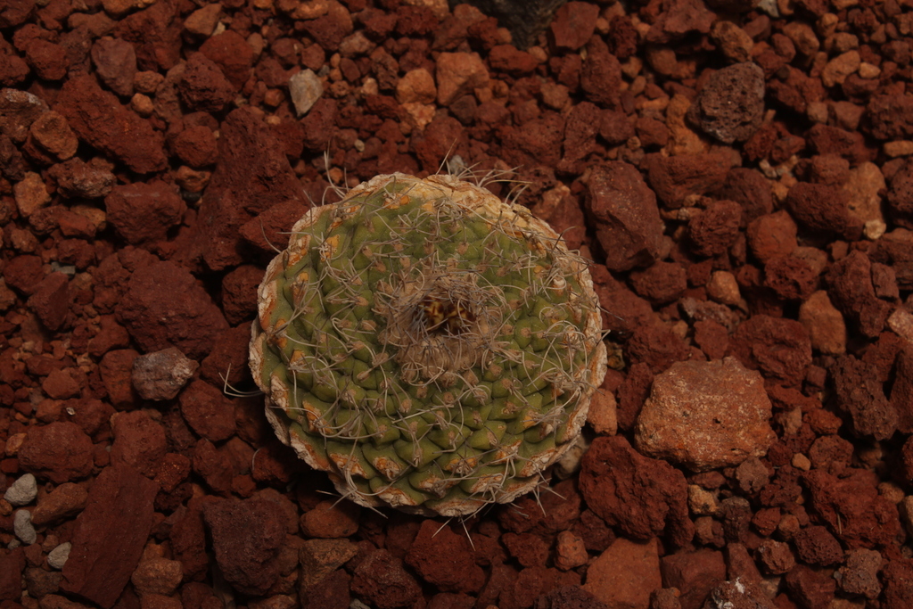 Strombocactus disciformis in April 2018 by Mané Salinas Rodríguez ...
