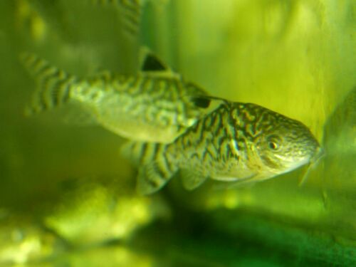 Corydoras reticulatus photo
