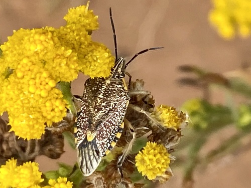 Sunflower Seed Bug