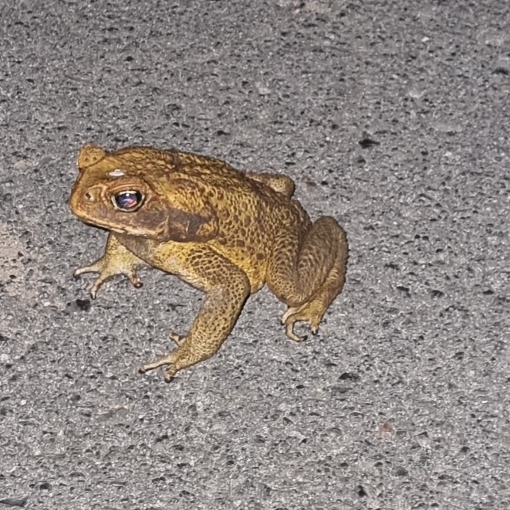 Cane Toad from Tathra NSW 2550, Australia on December 12, 2022 at 0957