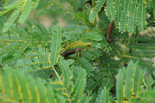 Vachellia hindsii