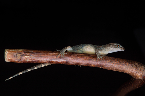 Naked-toed Gecko