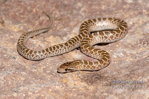 Glossy Snake