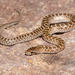 Glossy Snake - Photo (c) Michael Jacobi, all rights reserved, uploaded by Michael Jacobi