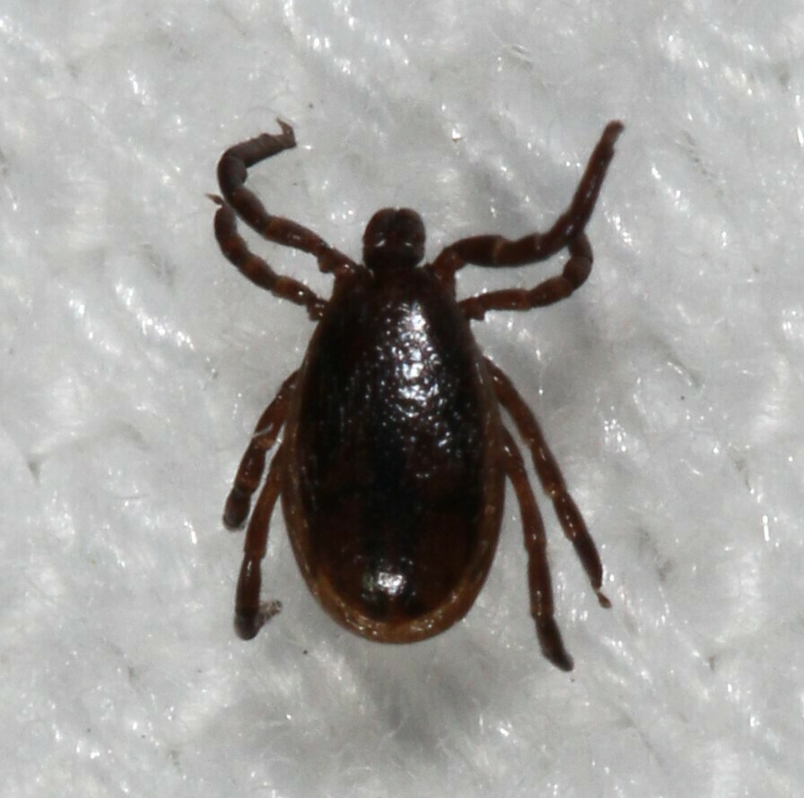 Eastern Black-legged Tick from Caroline County, MD, USA on November 05 ...