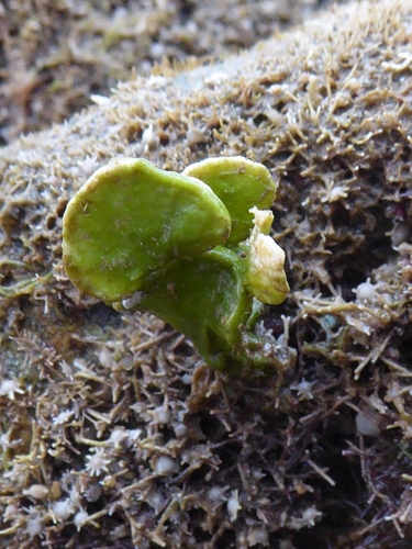 Halimeda macrophysa