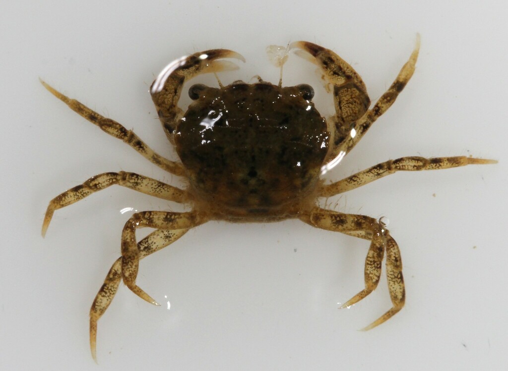 White tipped Mud Crab From Charles County MD USA On August 24 2022 white-tipped-mud-crab-from-charles-county-md-usa-on-august-24-2022
