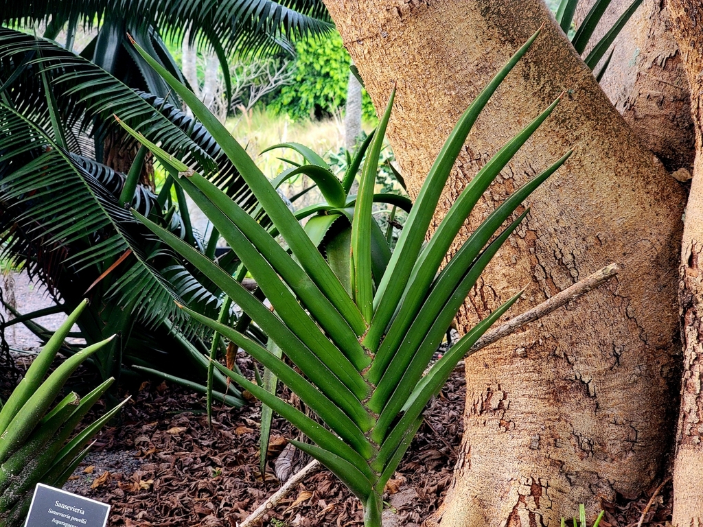 Sansevieria powellii  iNaturalist