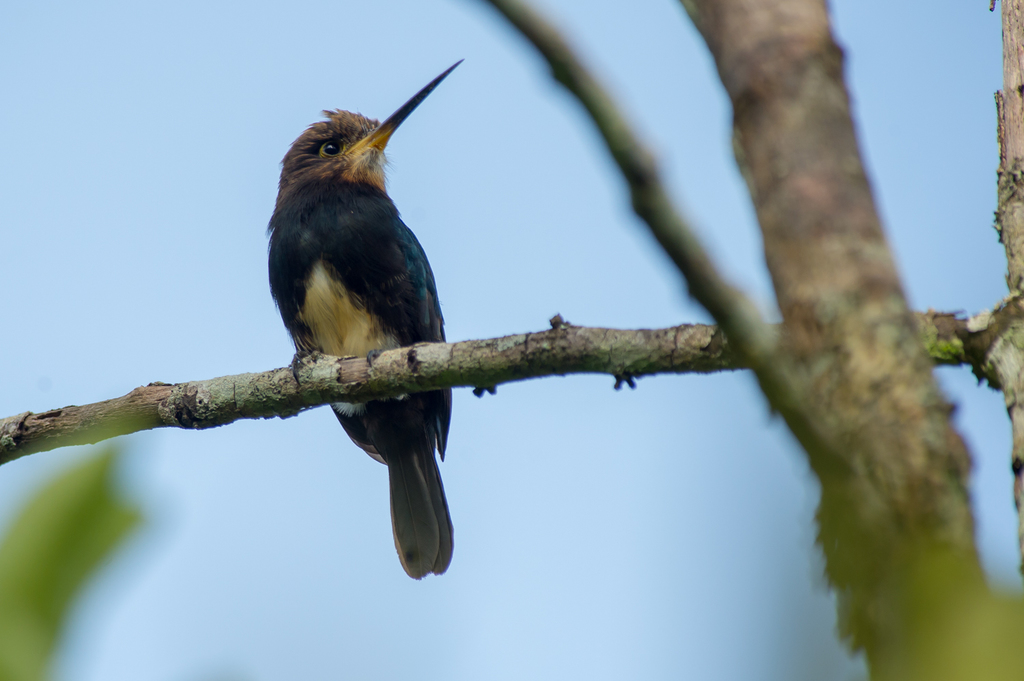 Brown Jacamar photo