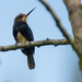Brown Jacamar - Photo (c) Joao Quental, all rights reserved, uploaded by Joao Quental