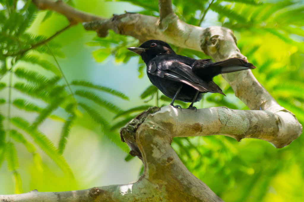 Caatinga Black-Tyrant photo