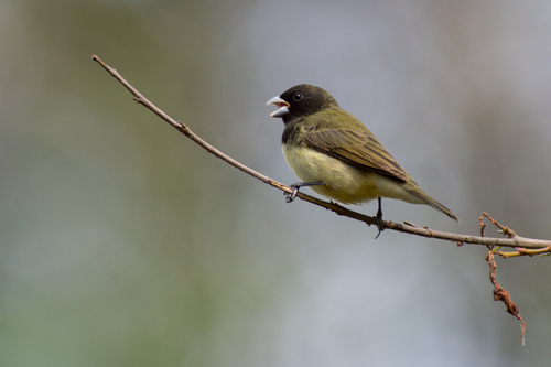 Yellow-bellied Seedeater