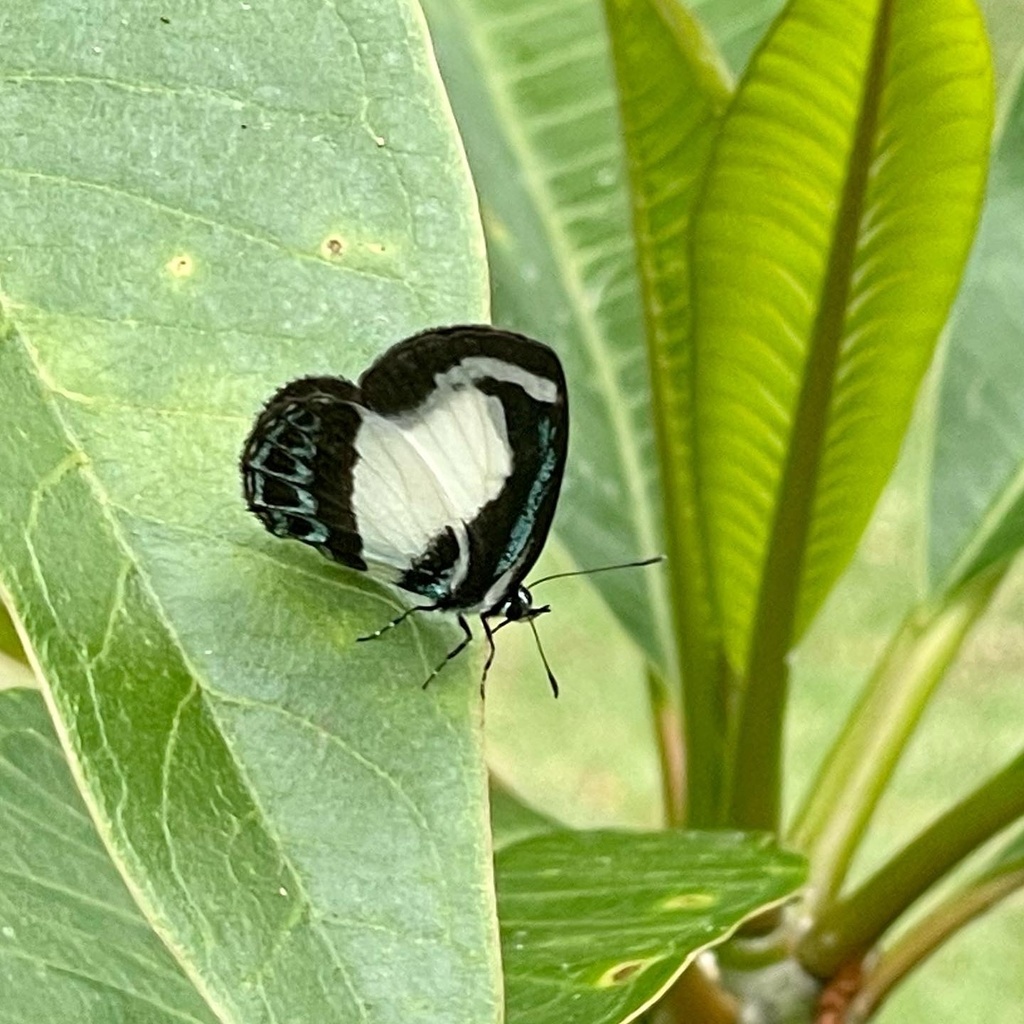 Small Green Banded Blue from Western Ave, Montville, QLD, AU on ...