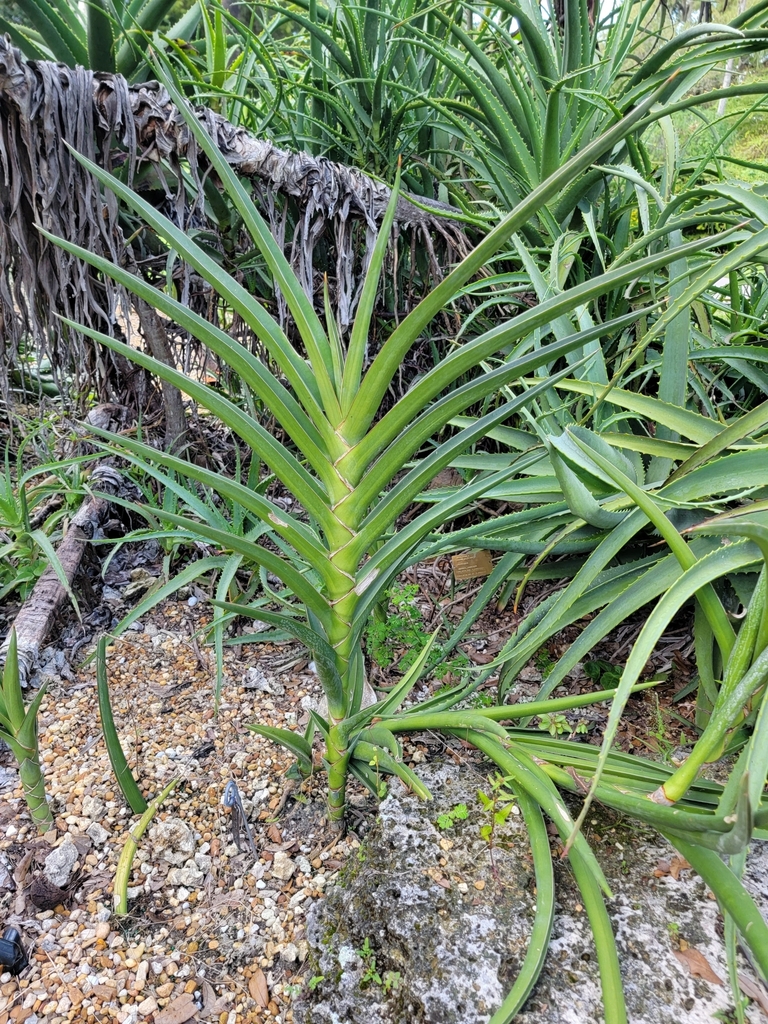 Sansevieria powellii  iNaturalist
