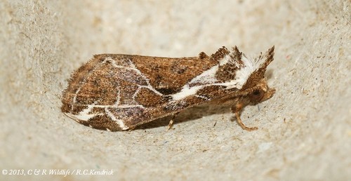 Chorsia albiscriptus (Hampson, 1898)