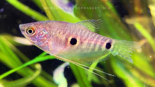 Three Spot Gourami