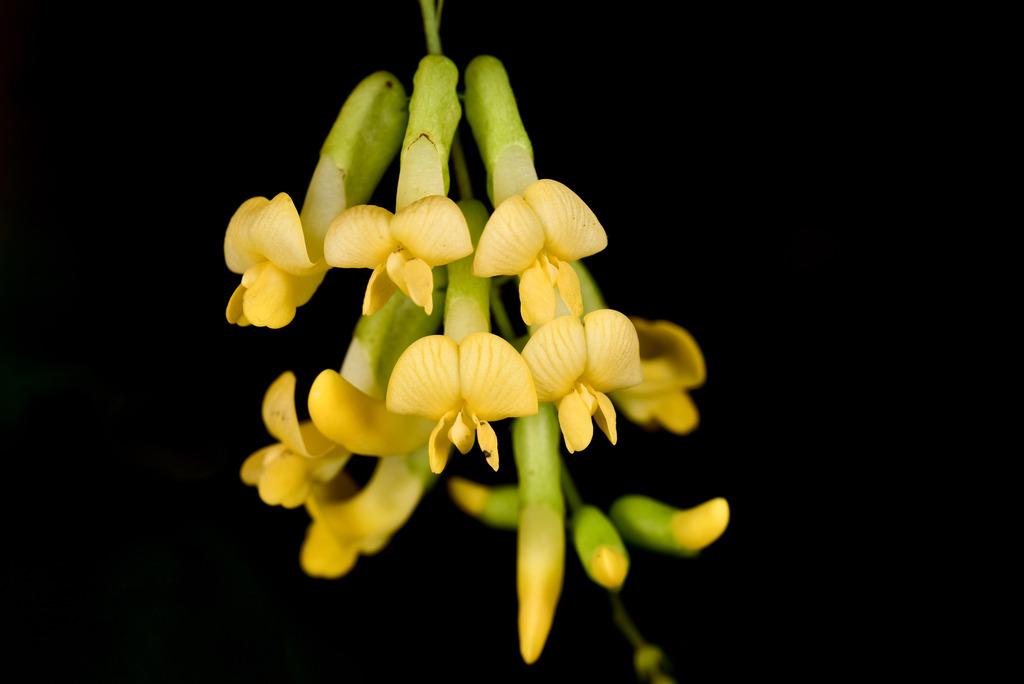 Dumasia villosa (Dumasia villosa)