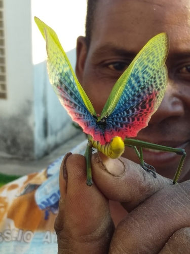 Green Milkweed Locust