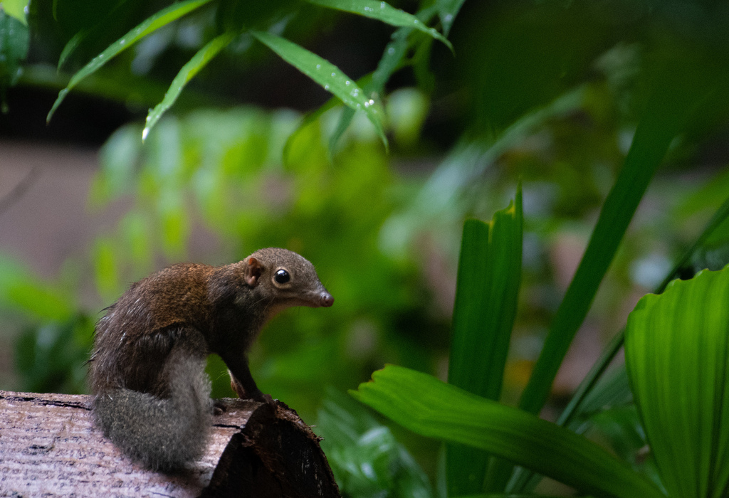 Common Treeshrew from Bukit Panjang, Singapore on December 5, 2022 at
