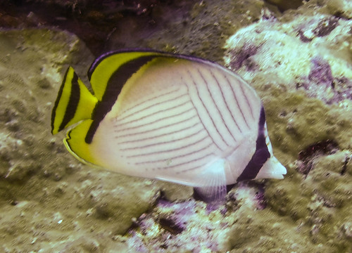 Vagabond Butterflyfish