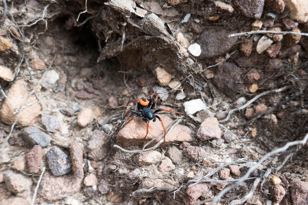 Psammorygma aculeatum from Mont Rochelle Nature Reserve, Franschhoek on