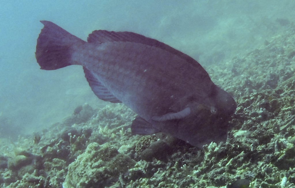 Bumphead parrotfish