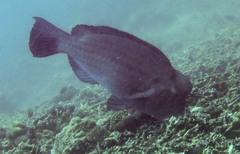 Bumphead parrotfish