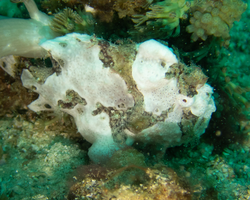 Warty Anglerfish — seen at this dive site