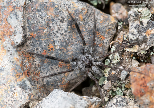 Acantholycosa marusiki
