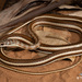 Stripe-bellied Sand Snake - Photo (c) Tyrone Ping, all rights reserved, uploaded by Tyrone Ping