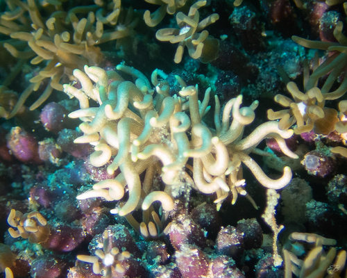 Yellow-tipped Phyllodesmium — seen at this dive site