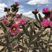 Tree Cholla - Photo (c) omcelroy, all rights reserved