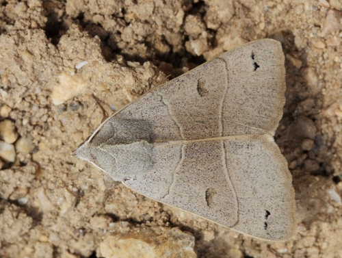 Minucia bimaculata