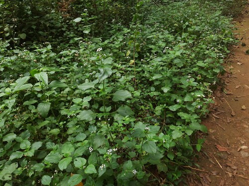 billygoat weed
