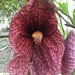 Aristolochia gigantea - Photo (c) carinamotta, όλα τα δικαιώματα διατηρούνται