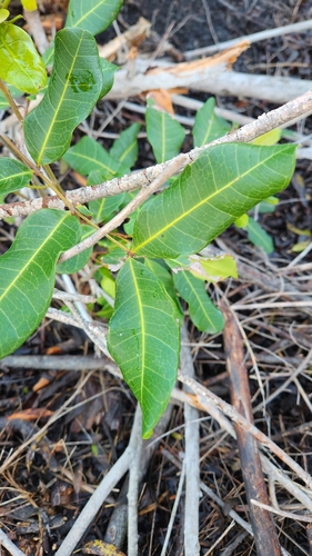 iNaturalist observation photo of Tuckeroo