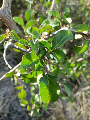 Commiphora baluensis