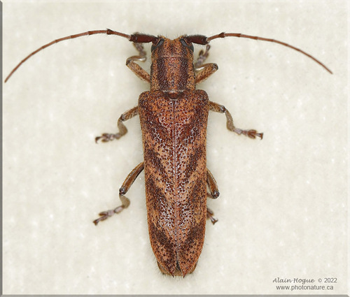 Saperda obliqua Say, 1827