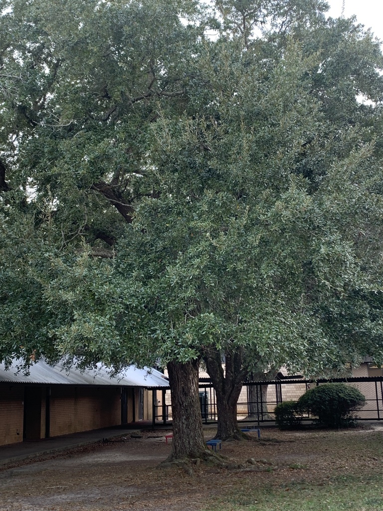 bastard oak from Norris Rd, Pace, FL, US on December 13, 2022 at 0141