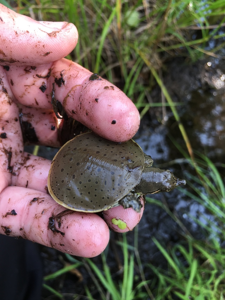 Spiny Softshell from Dam Lake, Eagle River, WI, US on August 23, 2018 ...