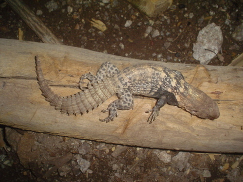 Balsas Spiny-tailed Iguana