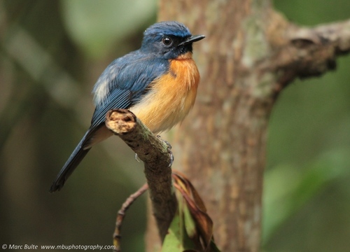 Mangrove Blue Flycatcher