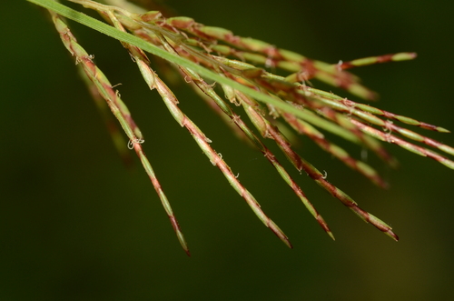 Cyperus distans