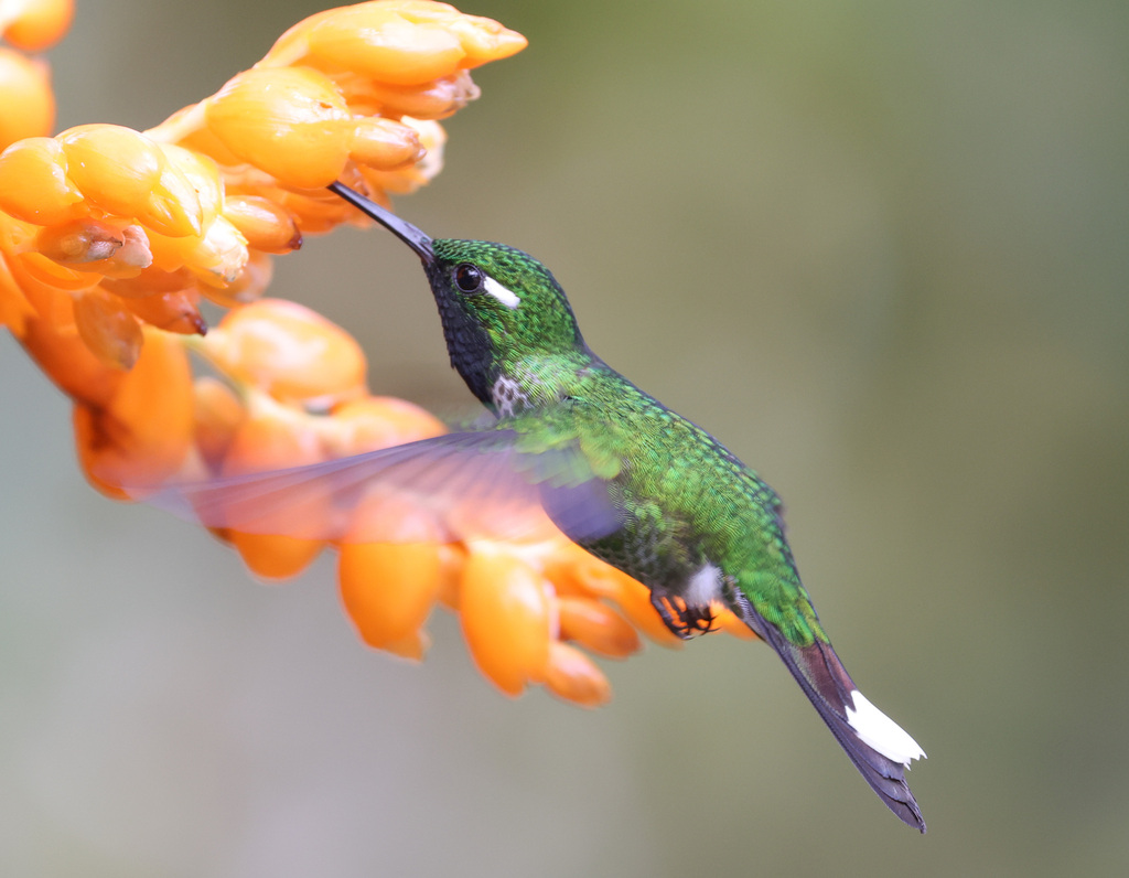 Purple-bibbed Whitetip photo