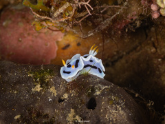 Alcala'S Chromodoris