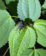 Cactophagus sanguinolentus image