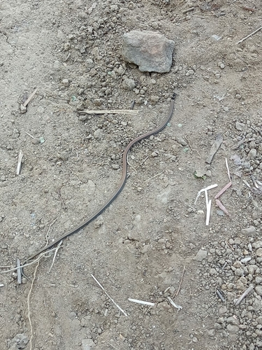 Cantor’s black-headed snake